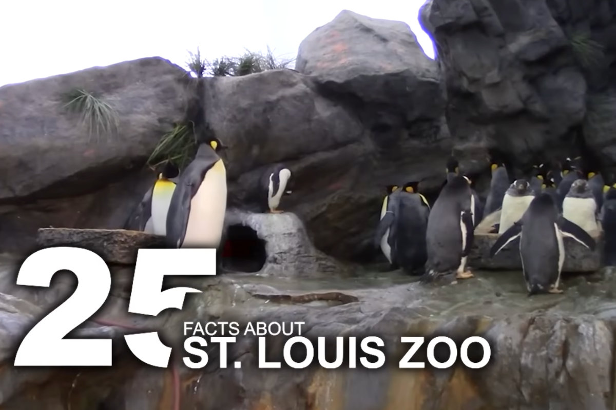 25 Facts - St Louis Zoo - Video